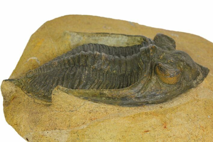 Bargain, Zlichovaspis Trilobite - Atchana, Morocco #137275